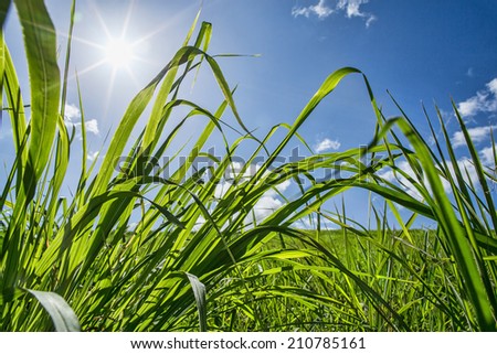 Wheat grass field under the bright sun with blue sky in the background
