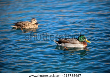 Ducks swimming in the lake with dark blue reflection of nice sky