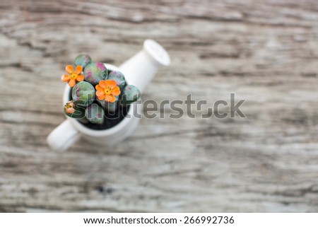 Cactus with orange flower in a white pot on a wooden top table