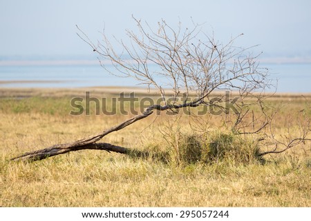 Dead tree fell down on the grassland near dried lake in hot summer.