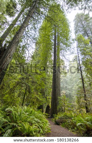 Redwood Trees and Path in Redwoods National Park, Humboldt County, CA