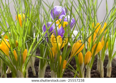 Spring flowers, yellow and violet crocus