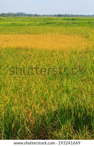 Fields  of grain golden farming in asia.