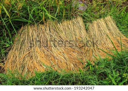 Country Life Harvest rice agriculture in Asia.
