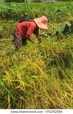 Country Life Harvest rice agriculture in Asia.