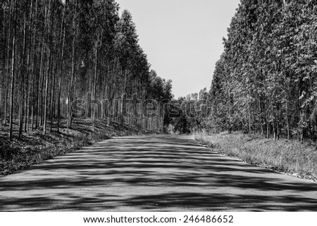 Street trees and nature in the summer picture monochrome