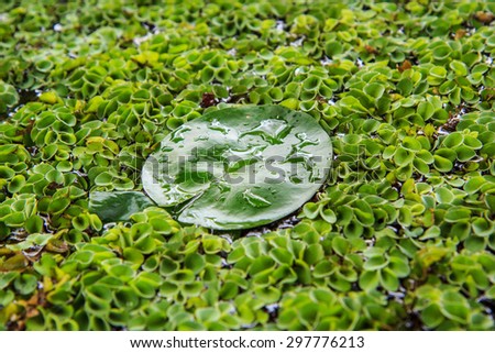 Green aquatic plant ecology of the fish.