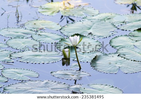 Beautiful rich colors of a waterlily on the water's surface. This beautiful Water Lily was photographed in the shade of a Weeping Willow tree on a calm day with very soft light.