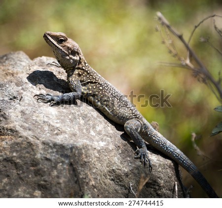 lizard ,animal, wildlife, reptile, nature, wild, on the Rocks in Nepal in the mountains Himalayas in the area Annapurna