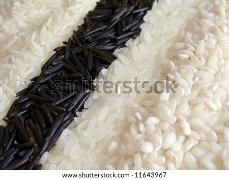 Four different types of rice (from right to left: Basmati, wild rice, Carolina Gold, Arborio) background. Focus is all along the middle of the image.