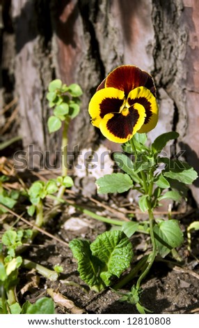 A wild pansy flower close up.