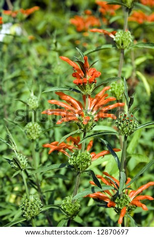 A Leonotis plant in a very bright tone. Shallow focus. Focus is in the flower at the center.