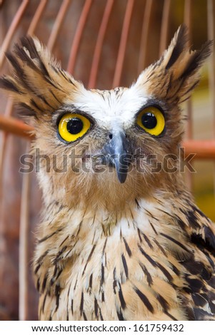 Yellow eyed owl.