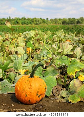 A orange pumpkin in foreground of a pumpkin field
