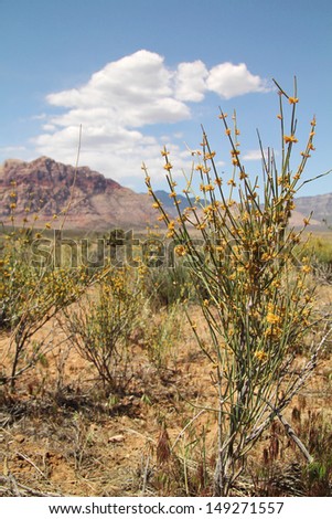 Yellow flowers in the desert at Red Rock canyon in Nevada