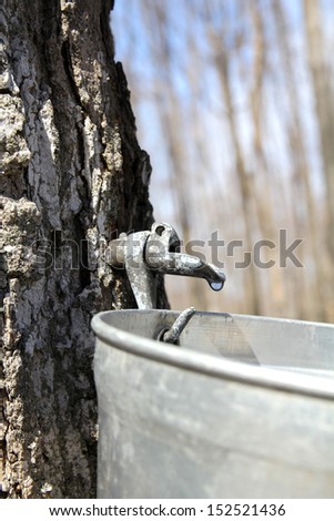 Close up of a droplet of sap flowing from the maple tree into a pail to make pure maple syrup