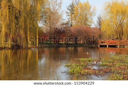 Beautiful landscape with a weeping willow and a pound during spring season