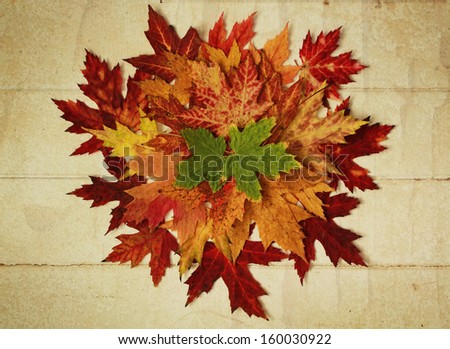 Circle of different colors of maple leaf on a wood background vintage