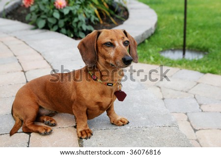 Dachshund dog sit on a pavement and do the guardian