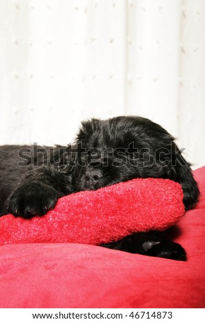 Black little puppy newfoundland dog playing with a red stuffed bone