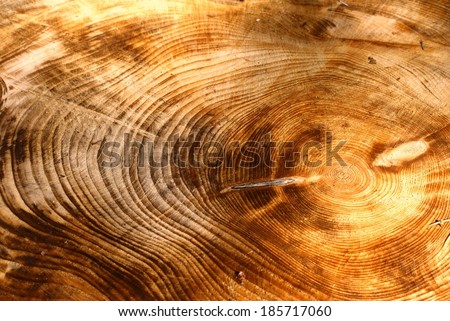 Cross section of a very old tree with countless tree rings demonstrative of age. Background texture image.