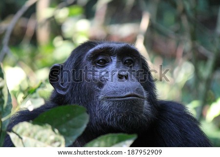 Common Chimpanzee - Scientific name: Pan troglodytes portrait at Kibale Forest National Park, Rwenzori Mountains, Uganda, Africa