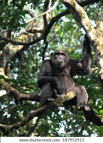 Common Chimpanzee - Scientific name: Pan troglodytes Face Portrait en profil at Kibale Forest National Park, Rwenzori Mountains, Uganda, Africa