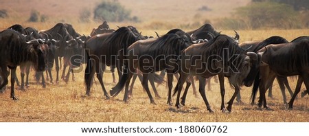 Blue Wildebeest or Brindled Gnu - Scientific name: Connochaetes taurinus. Long line of individuals following the pack leader during the Great Migration. Masai Mara National Reserve, Kenya, East Africa