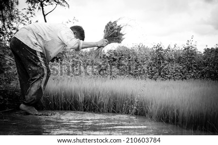 black and white of Farmers are cultivation in rice fields