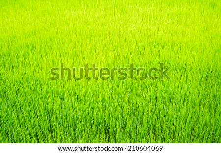texture grass of  Rice meadow for nature background
