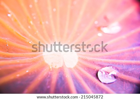 blur and soft focus of water drops on lotus leaf with vintage color background