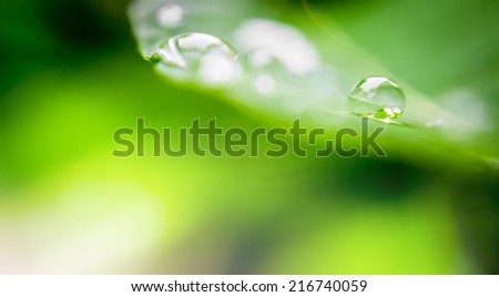 blur and soft focus of water drop on leaf with green color background
