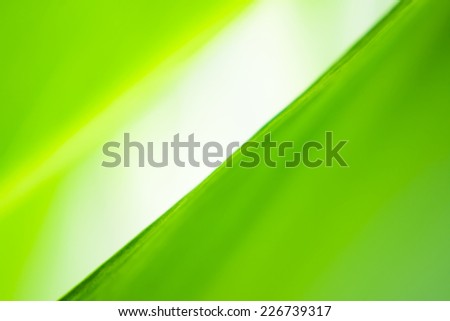 blur and soft focus of grass leaf with green color background
