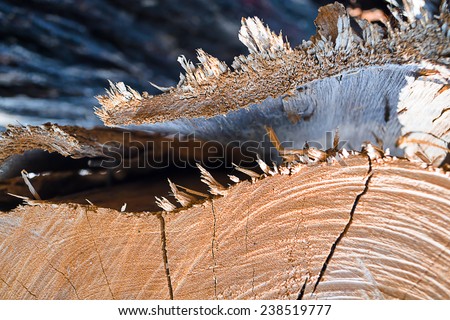 texture of growth rings tree for background with vintage color