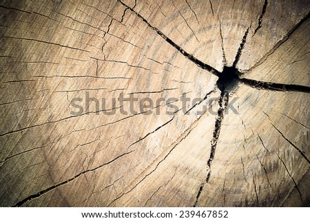texture of growth rings tree for background with new vintage color tone