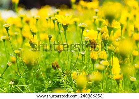 Buttercup Meadow in flower Garden with vintage color tone