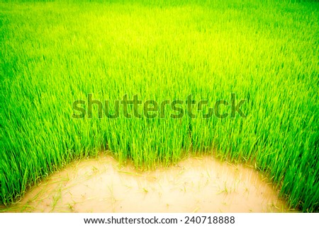 texture grass of  Rice meadow for nature background