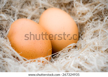 golden egg in nest on easter day with vintage color tone