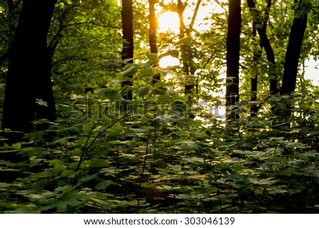 Trees in the sunset.The sun is reflected in the branches and leaves.