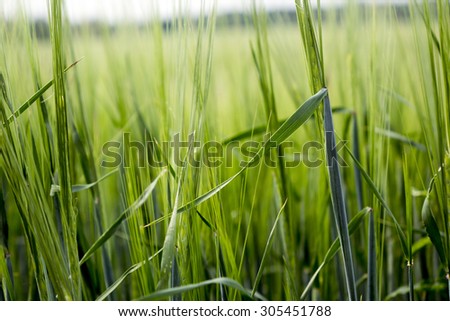 Herbal background created by different herbs like wild and cultured. Green grassy background.