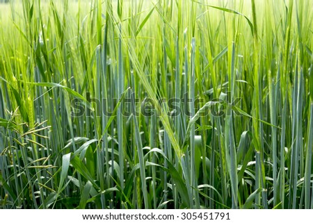 Herbal background created by different herbs like wild and cultured. Green grassy background.