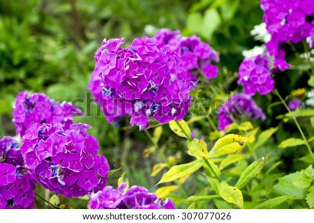 Lilac flowers home street. The flowers grow next to people\'s homes. Flowers should please men and women.