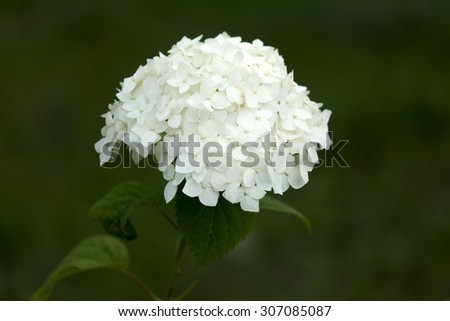 White flowers home street. The flowers grow next to people\'s homes. Flowers should please men and women.