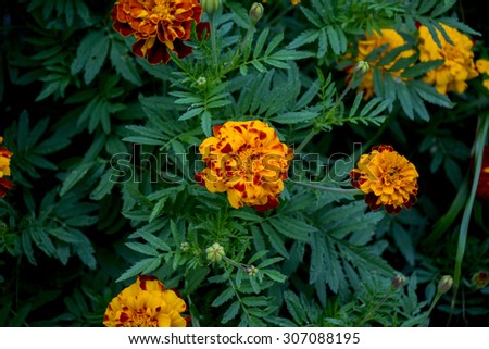Orange flowers home street. The flowers grow next to people\'s homes. Flowers should please men and women.