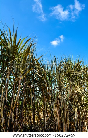 Sugar cane field is burnt before harvest.