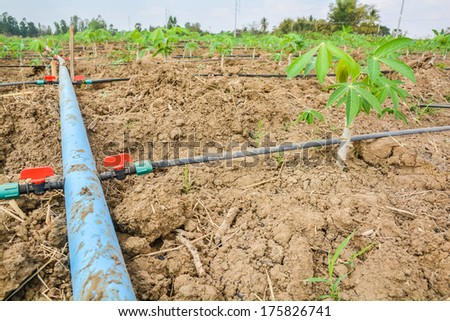 Lines of plastic tubing to deliver water in cassava plantations is growing