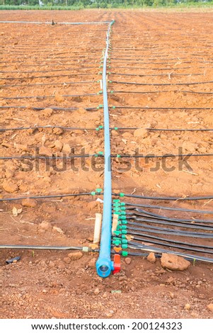 Lines of plastic tubing to deliver water in corn plantations is growing