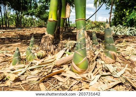 Bamboo tree that are bamboo shoots growing