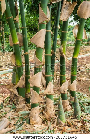 Bamboo tree that are bamboo shoots growing