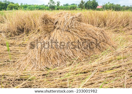 A pile of bundle rice that were harvested